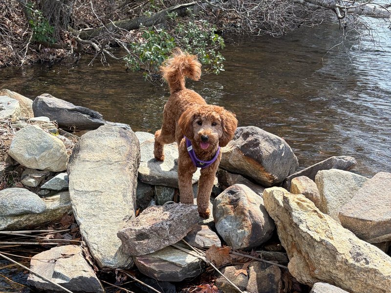 Penny, a mini doodle, standing on creek rocks by the water